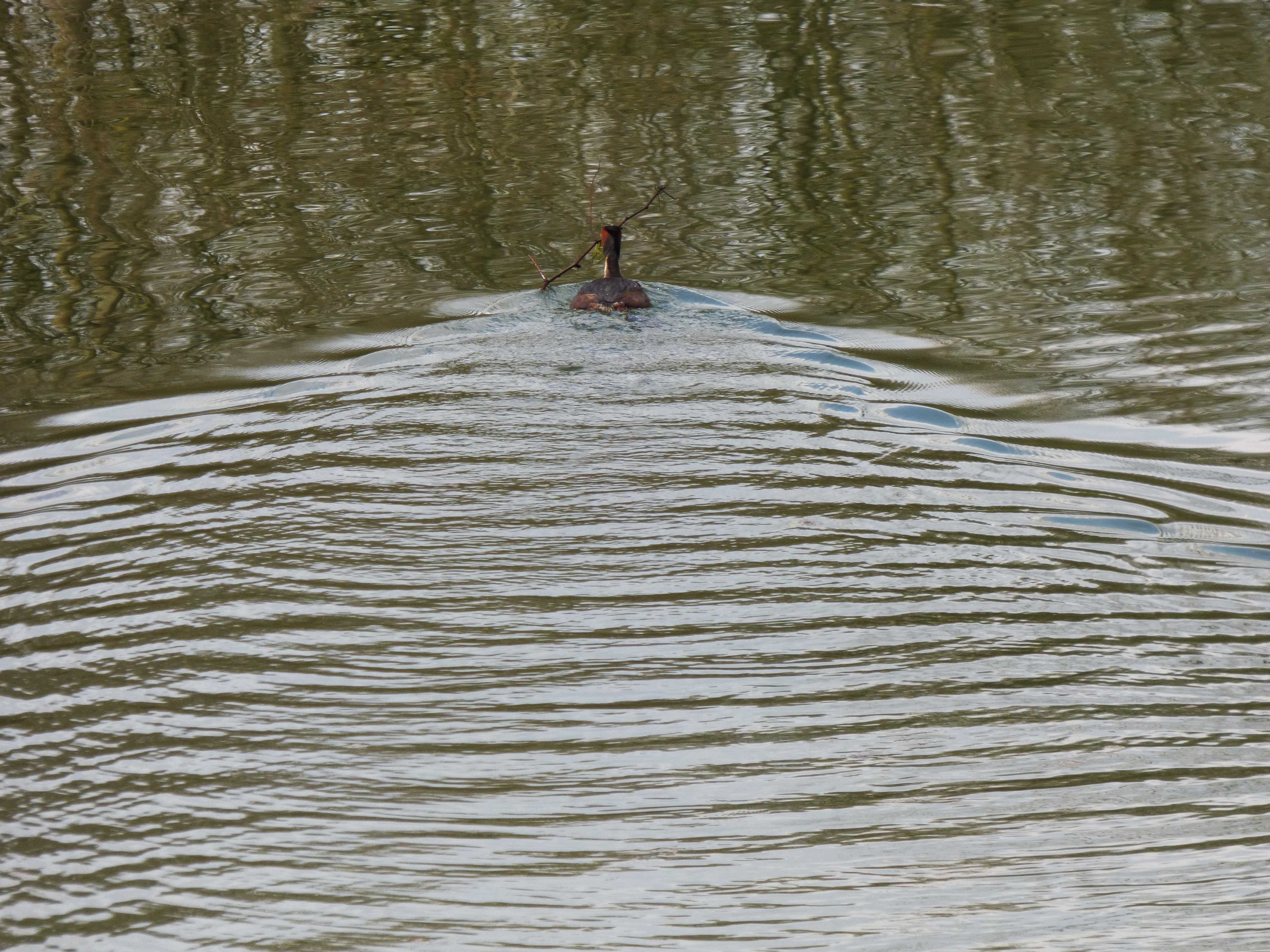 Wasser mit Ente